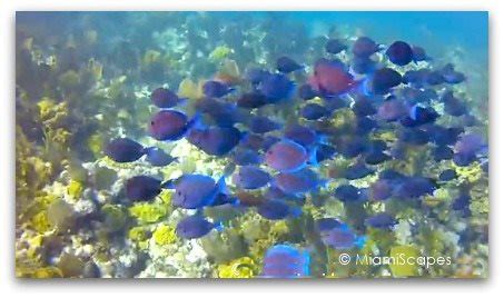 Snorkeling at Biscayne National Park