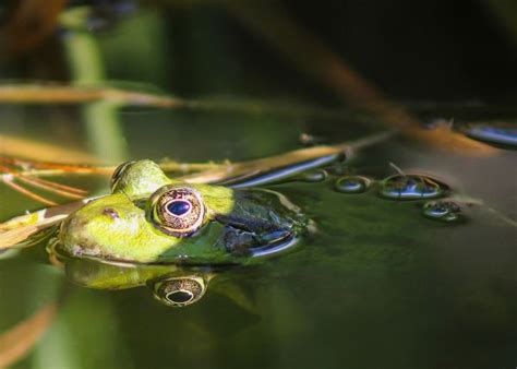 Free Images : nature, wildlife, green, amphibian, fauna, tree frog, close up, vertebrate ...