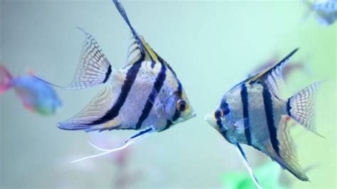 Angelfish Breeding Guide (Everything You Need to Know) - Avid Aquarist