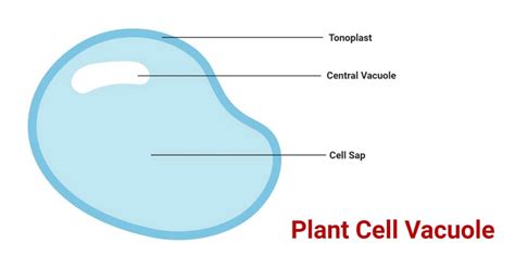 Plant Cell Vacuole- Definition, Structure, Types, Functions, Diagram