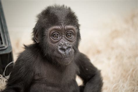 Baby gorilla from Wisconsin finds new family at Columbus Zoo – 614NOW