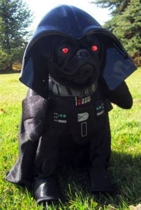 16 Of The Funniest Pug Costumes Ever - Pet Orb