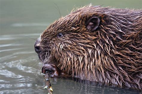 650+ Beaver Eating Wood Stock Photos, Pictures & Royalty-Free Images - iStock