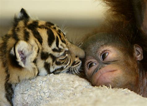 HD Animals: baby animals hugging