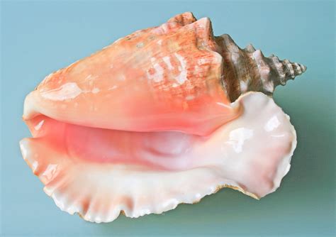 Conch Shells as Musical Instruments and in Living Sea Snails - Spinditty