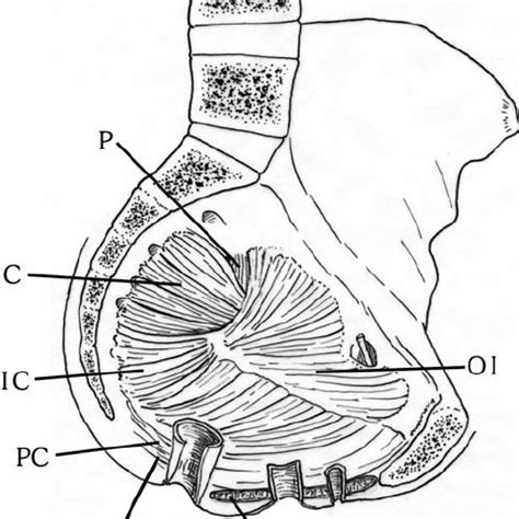 The pelvic anatomy of the female gibbon, the most upright in anatomical... | Download Scientific ...