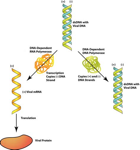 √無料でダウンロード！ double stranded rna virus examples 284764-Double stranded dna virus definition