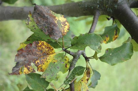 Tree Fungus Identification - Gardenerdy