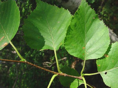 Betula papyrifera - Northern Irelands Specialist Tree Nursery