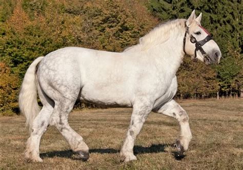 11 Interesting Facts About the Percheron Horse Breed