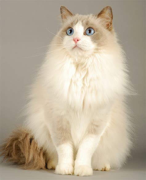 Ragdoll Cat Size: How Big Can They Get? Adult Size & Weight