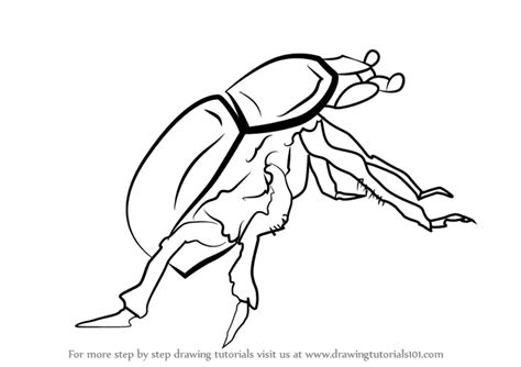 Learn How to Draw a Dung Beetle (Beetles) Step by Step : Drawing Tutorials