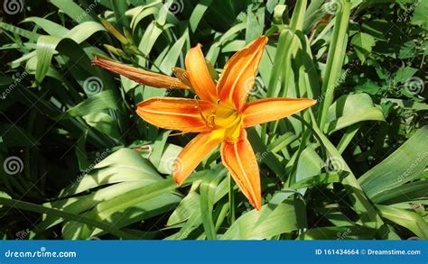 Dwarf Daylilies stock photo. Image of leaves, flora - 161434664