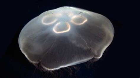 Do Jellyfish Have Brains ~ It's A No-Brainer