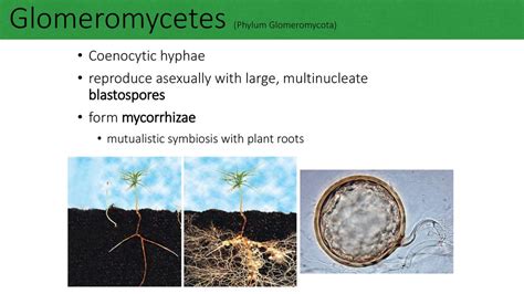 Phylum Glomeromycota