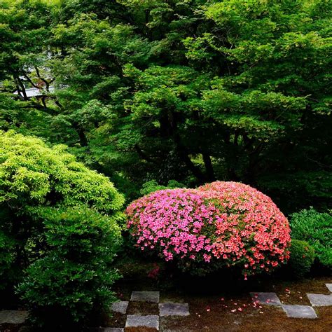 How to Care for Azaleas: 10 Tips and Ideas | The Family Handyman