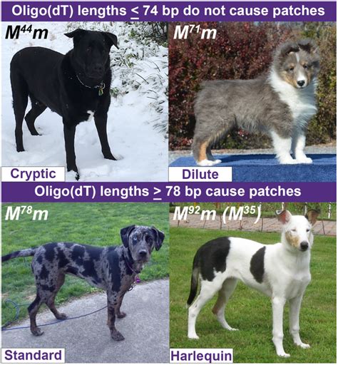 The genetics of merle coat patterns in dogs - On Biology