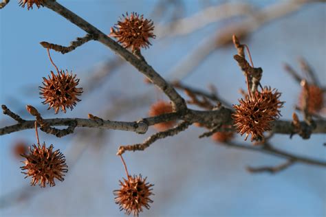 File:Sweetgum tree seed pods.jpg - Wikipedia