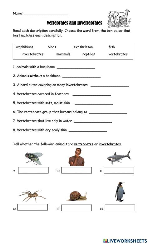 Free vertebrates vs invertebrates worksheet, Download Free vertebrates vs invertebrates ...