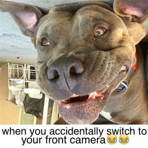 7 best Funny Pit Bull Dog Memes images on Pinterest | Pit bull, Dog memes and Pit bull dogs