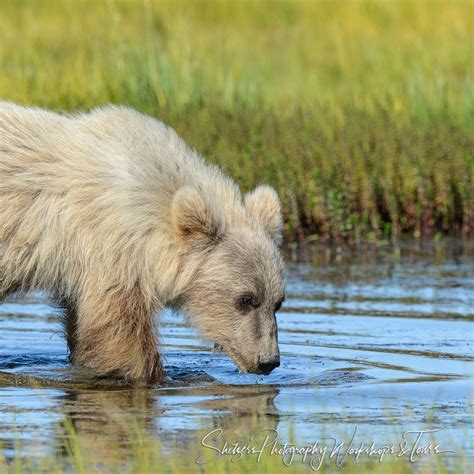 Albino Grizzly Bear