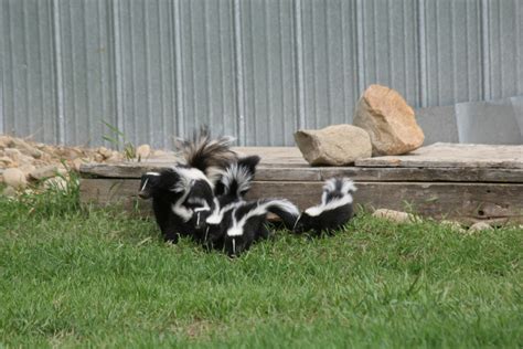 skunk control treatments and repellent for the home yard and garden