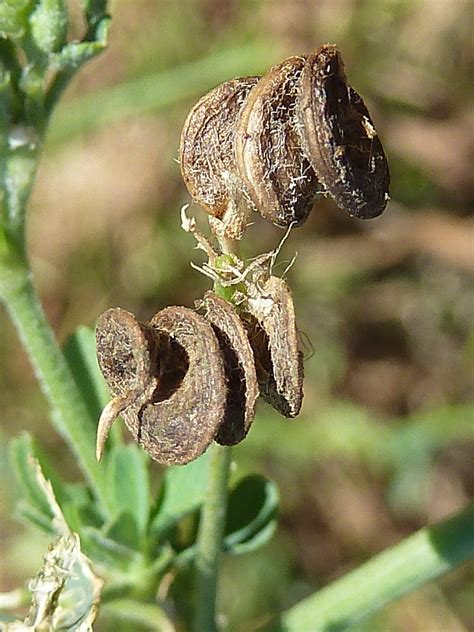 Alfalfa Facts, Health Benefits and Nutritional Value