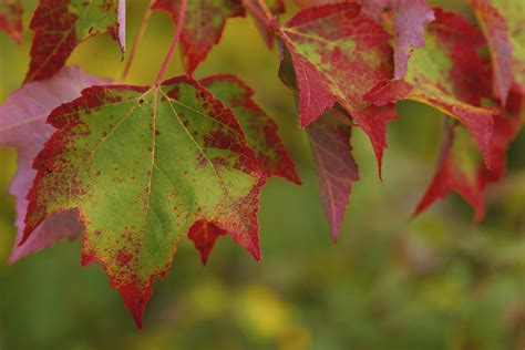 Temperate Deciduous Forests - NatureWorks