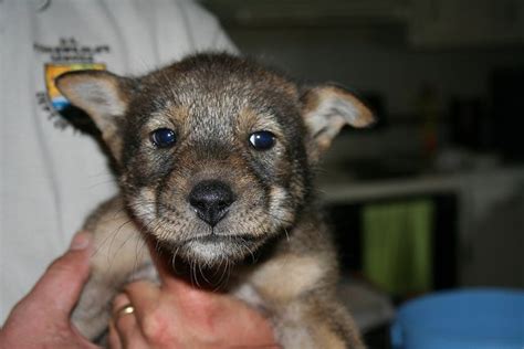 Red wolf pup, credit USFWS Red Wolf Recovery Program | Wolf puppy, Red wolf, Wolf