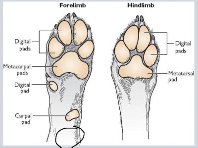 Cat Feet Anatomy - Anatomical Charts & Posters