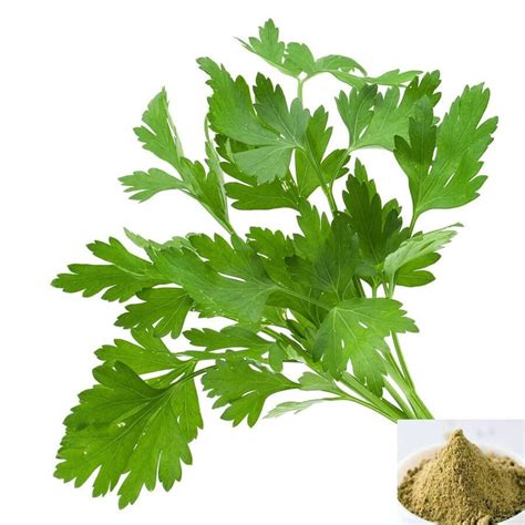 Buy Kothamalli Powder Online | Benefits of Coriander Leaves Powder at ...