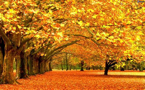 imagenes de arboles en otoño - Buscar con Google | Vackra bilder, Landskap, Natur