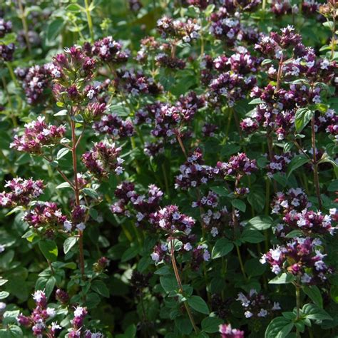 Marjoram Plant (Origanum majorana)