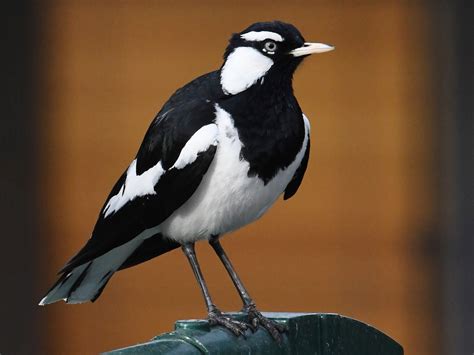 Magpie Lark - Profile | Traits | Facts | Call | Diet | Breeding - BirdBaron