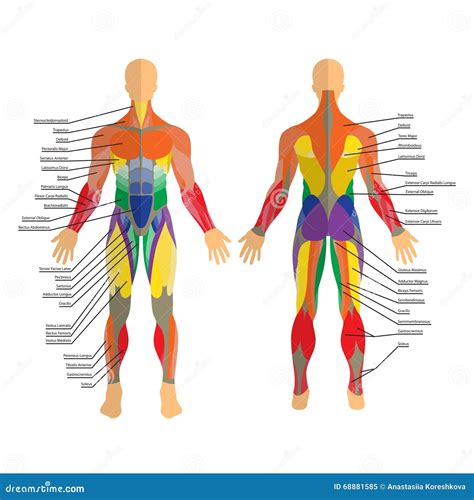 Detailed Illustration of Human Muscles. Exercise and Muscle Guide. Gym ...