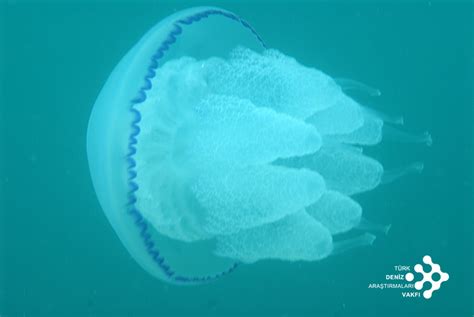 Jellyfishes Species | yayakarsa.org