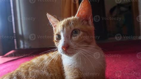 an orange cat sleeping and playing in a natural house 7047055 Stock Photo at Vecteezy