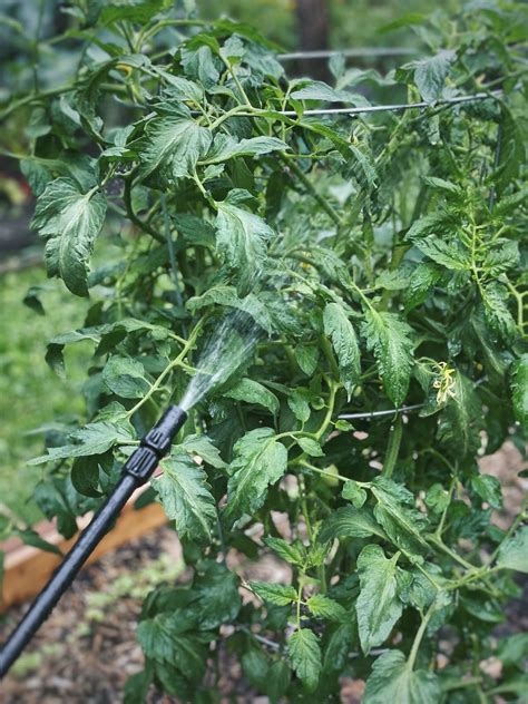 How to Use Neem Oil on Tomato Plants - The Homesteading RD