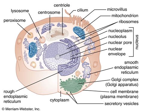 Rough endoplasmic reticulum (RER) | Definition, Structure, & Function ...