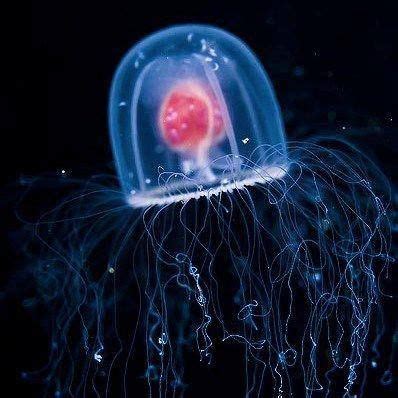 13 best images about Turritopsis dohrnii on Pinterest | The secret, Initials and Back to