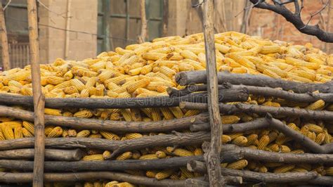 Dry Corn Storage stock image. Image of crop, chardak, dried - 946755