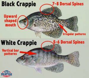 3 Easy Differences Between Black Crappie vs White Crappie • Panfish Nation