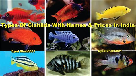 african cichlid identification pictures - rubyjophotography