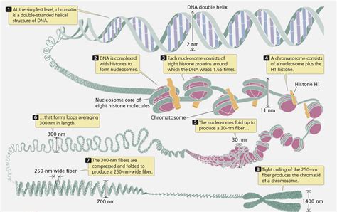 Biology Diagrams,Images,Pictures of Human anatomy and physiology : DNA Packaging