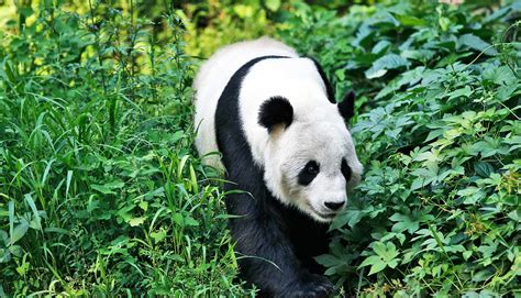 Fragmented habitat threatens giant pandas - Futurity