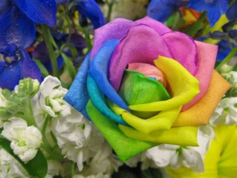 Flower Homes: Rainbow Roses