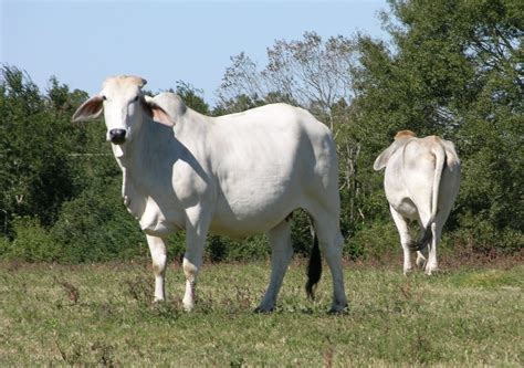 Brahman Cattle - Breeds Brahman The Cattle Site - softwaremotorolasimv313416-wall