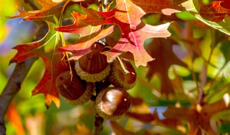 Acorns on Texas red oak. | Red oak, Acorn, Fruit