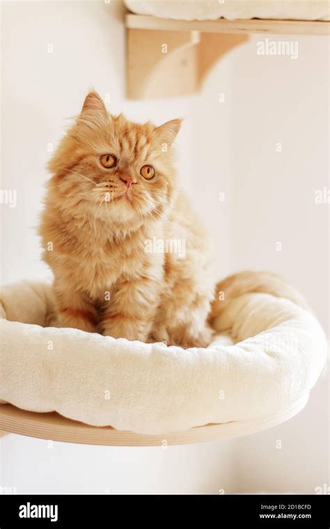 Brown persian cat sitting in different places and playing Stock Photo - Alamy