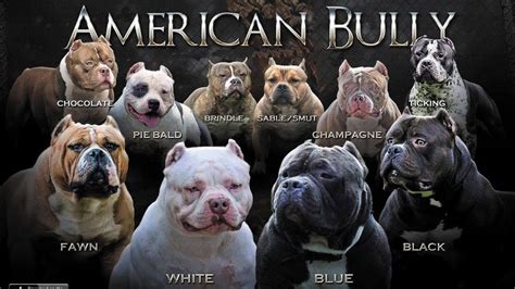 Blue Fawn American Bully